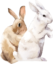 rabbits